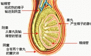 造成男性输精管炎的具体病因有哪些